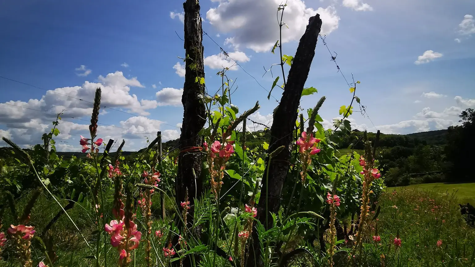 Vignes fleuries CC