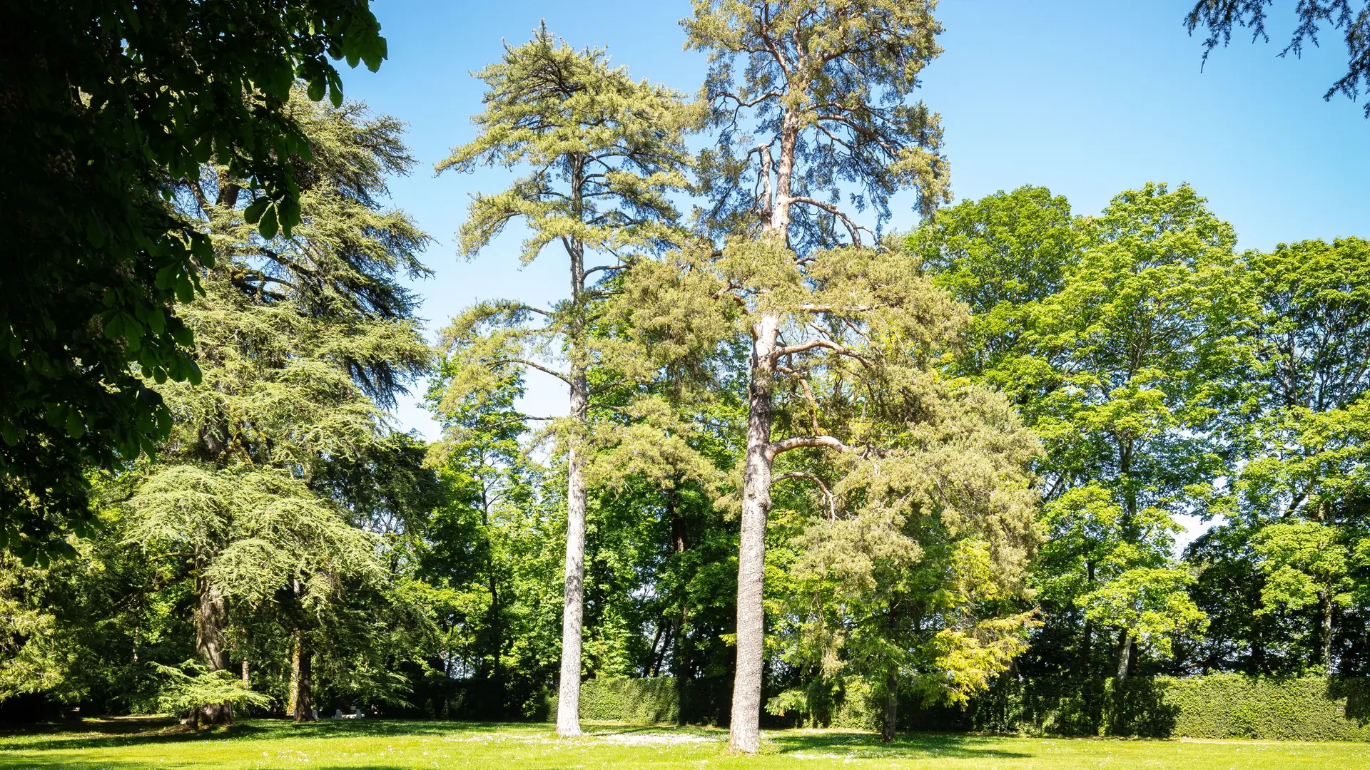 X.SPERTINI Vue arbres parc pelouse