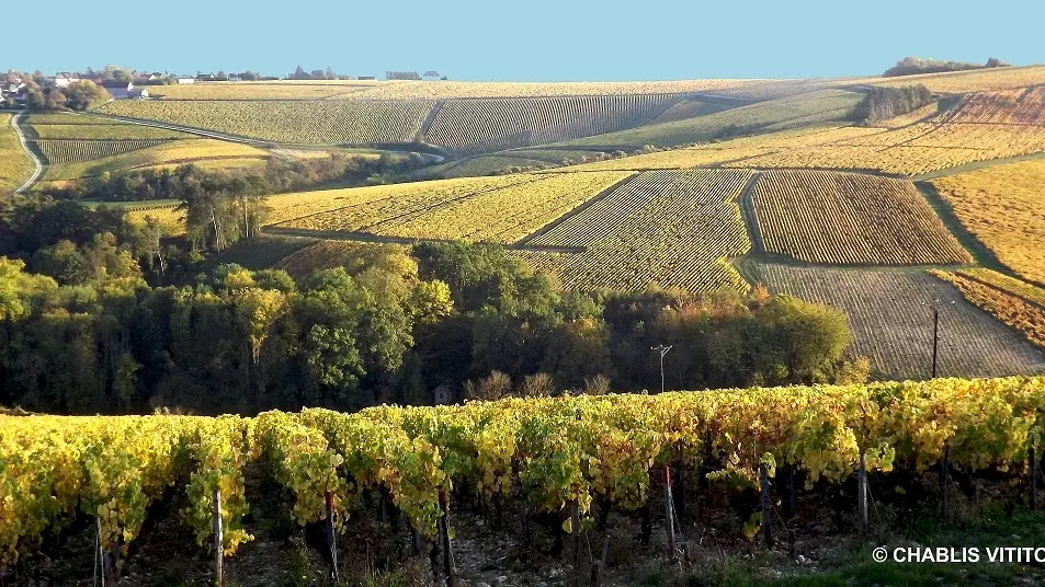 couleurs automne chablis - Chablis Vititours