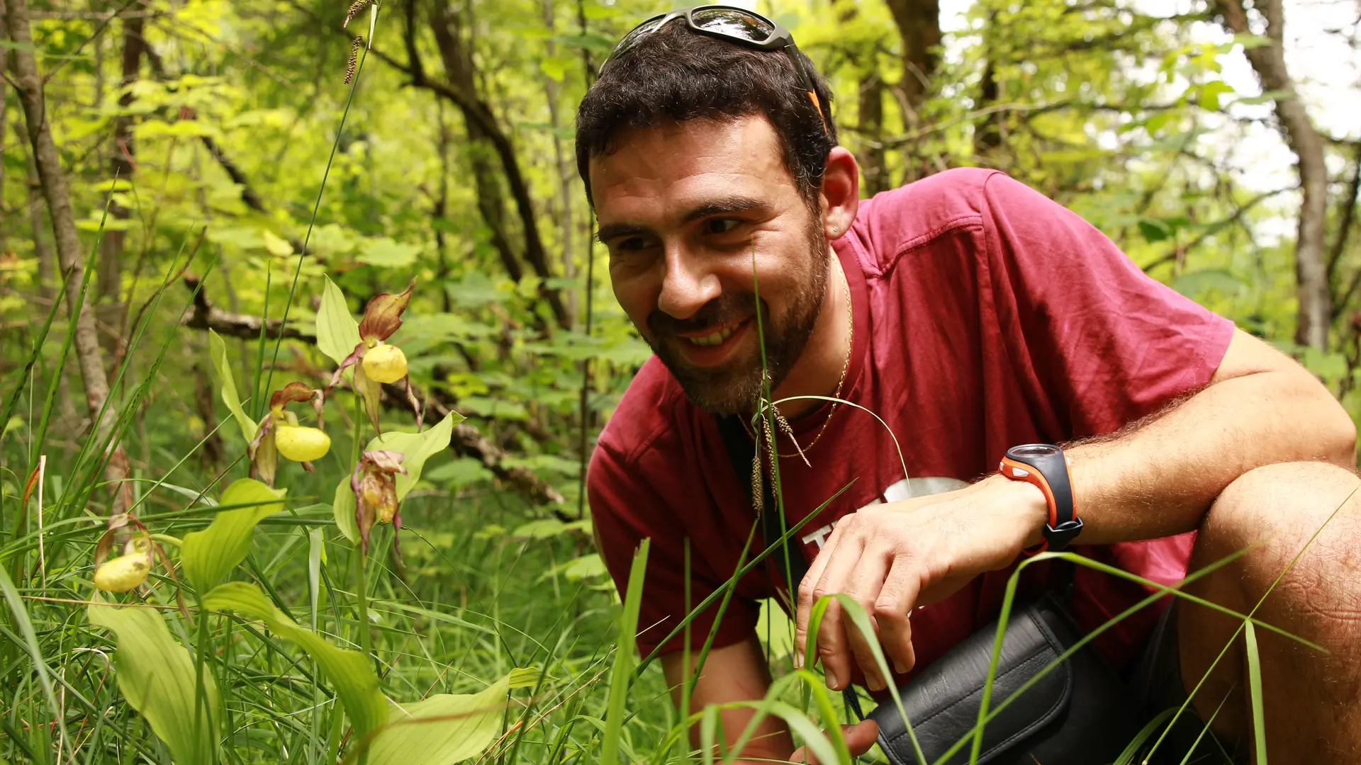 cypripedium calceolus