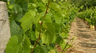 Domaine de l'Ecette - Daux Vincent