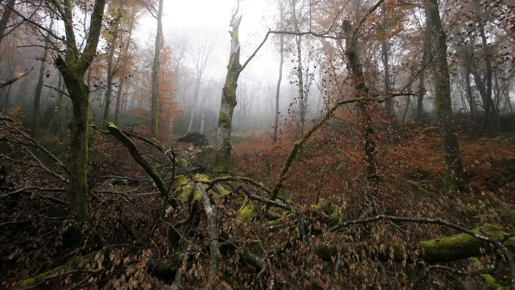 arbre_mort_combe_lavaux_mq