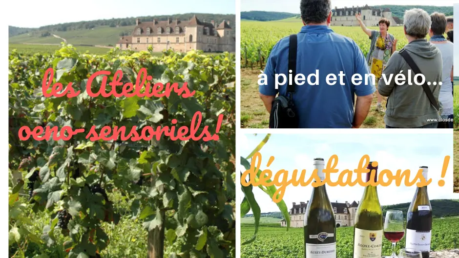 balade oenosensorielle vougeot