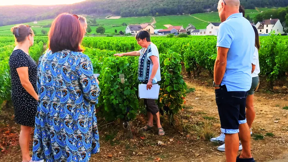 Balade_ oenologique_dans_les_vignes