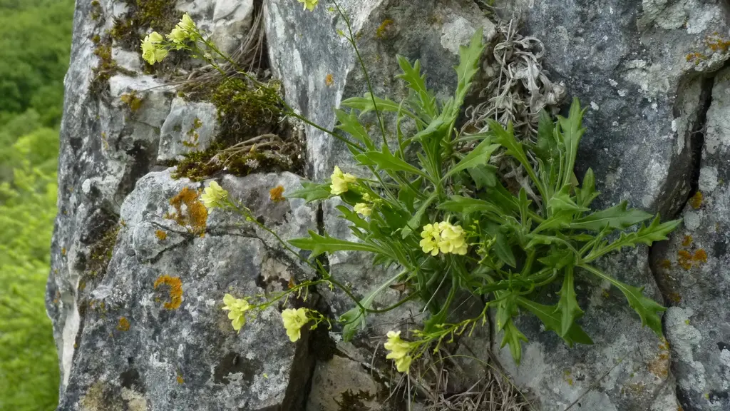 biscutella_divionensis©TM_RNCLJR