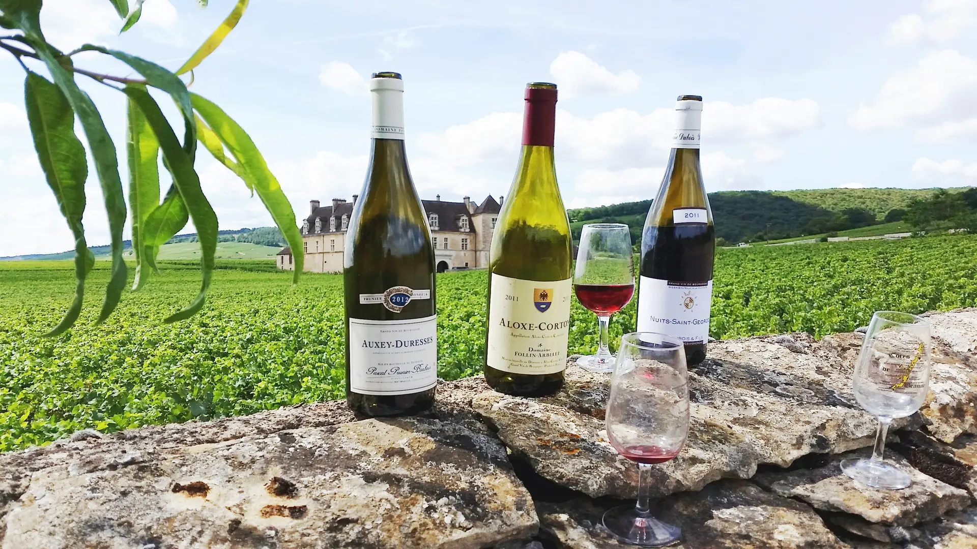 degustations  dans les vignes autour du clos de vougeot
