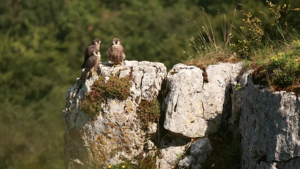 faucon_pelerin©thomas_morant_mq