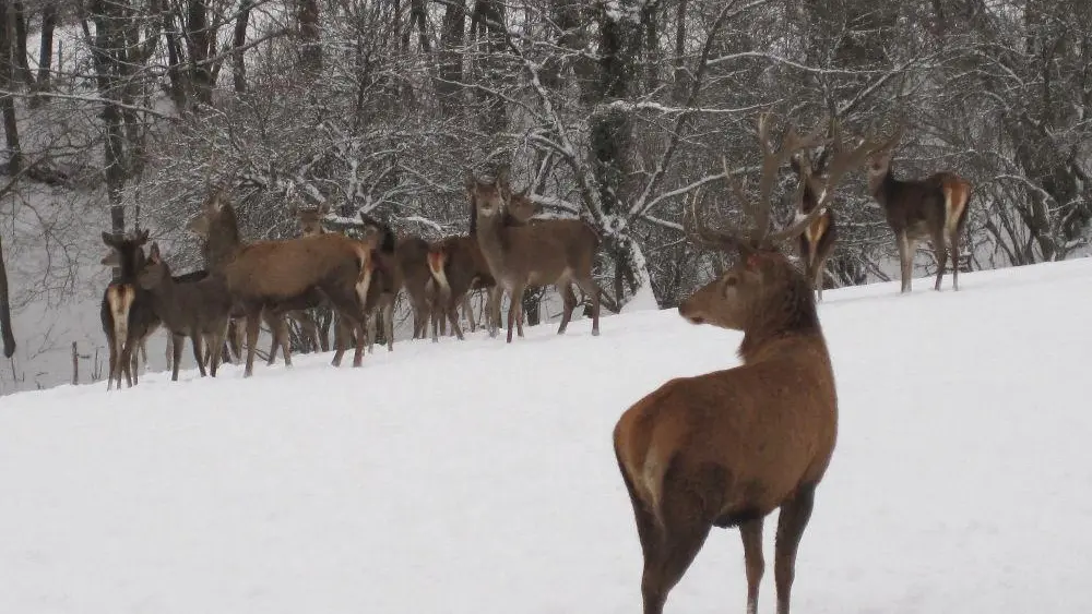 Au Domaine du Cerf_39