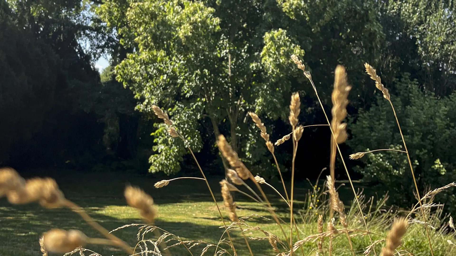 jardin