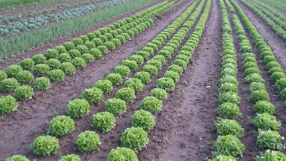 La Ferme du Chemin d'Acey