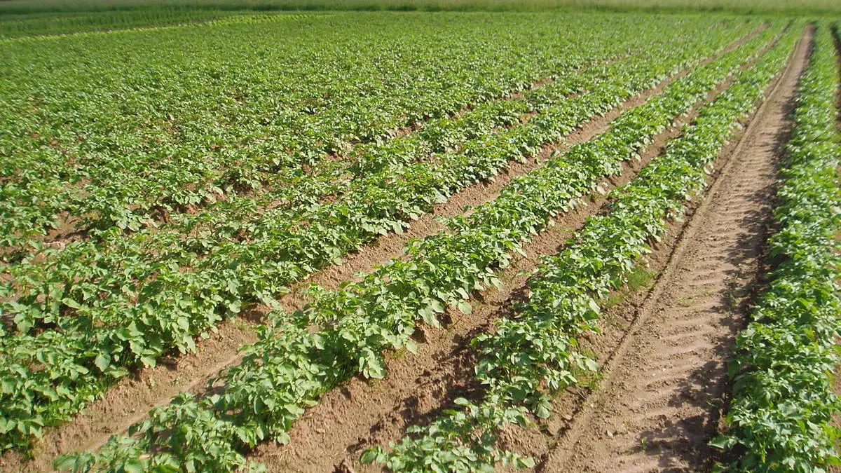 La Ferme du Chemin d'Acey