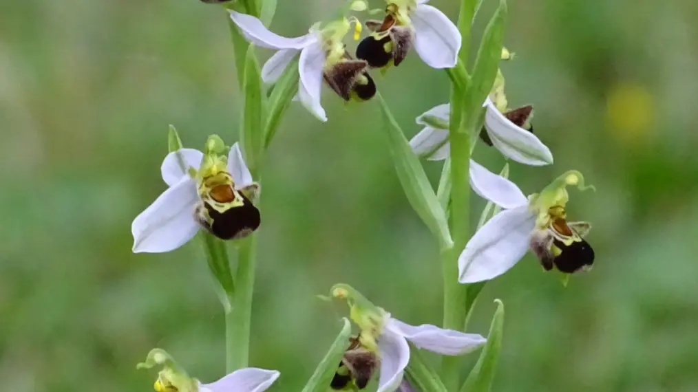 ophrys abeille