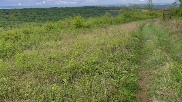 La Coupe Morey Pin 70_3