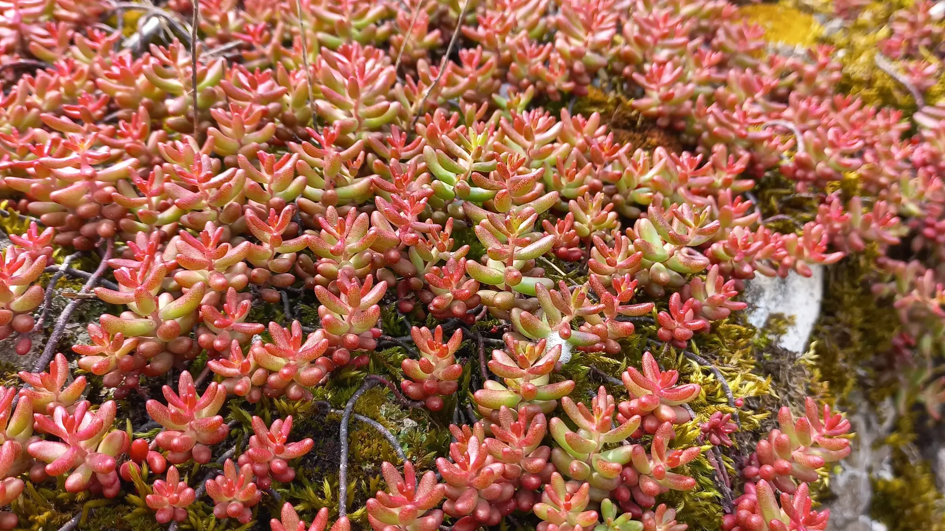 Au printemps