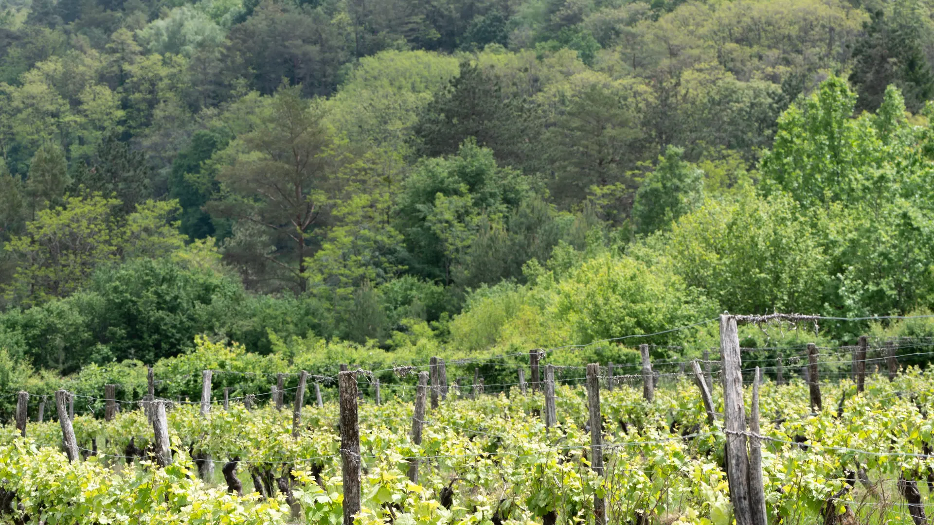 Pascal Henriot vin vignoble copyright Luc Janssens