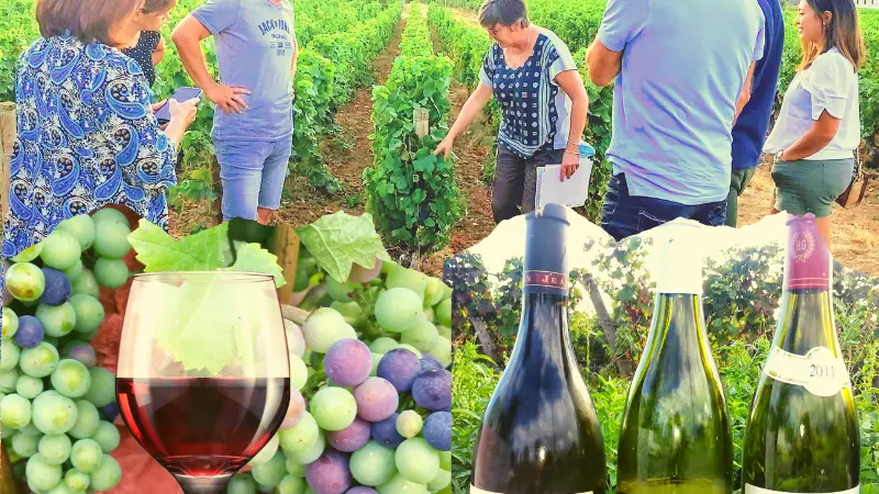 les balades découverte secrets de vigne et de vins