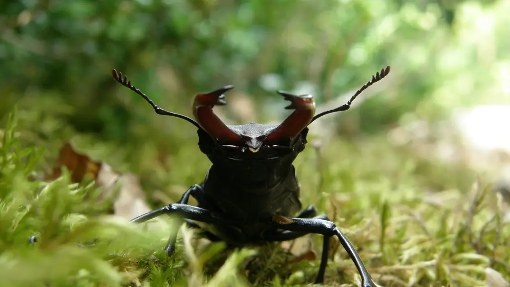 lucanus_cervus©RNCL_Fanny_Lefort_mq
