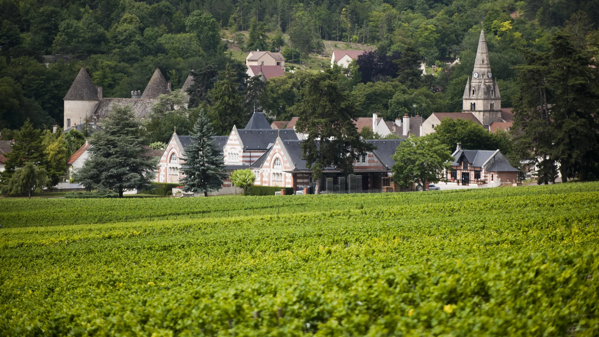 Savigny les Beaune