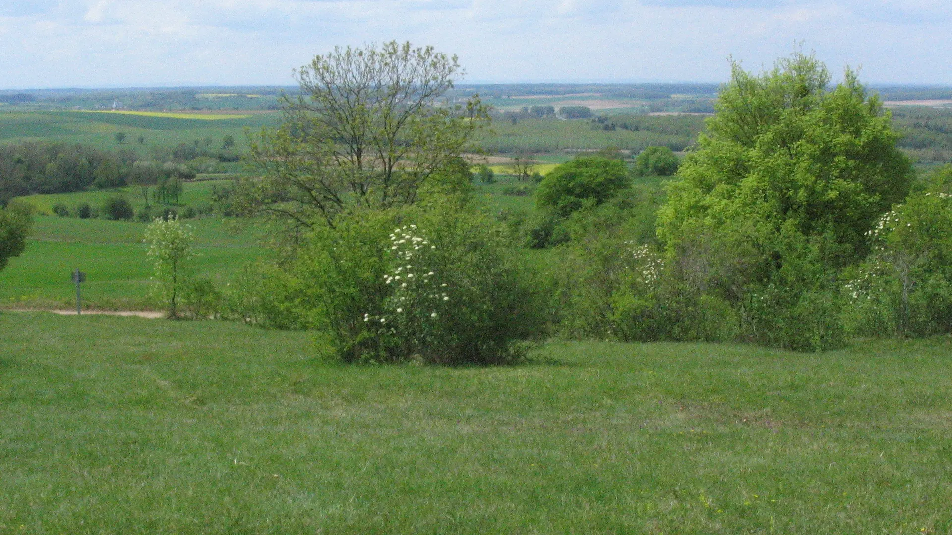 Pelouse de la vigne aux lièvres