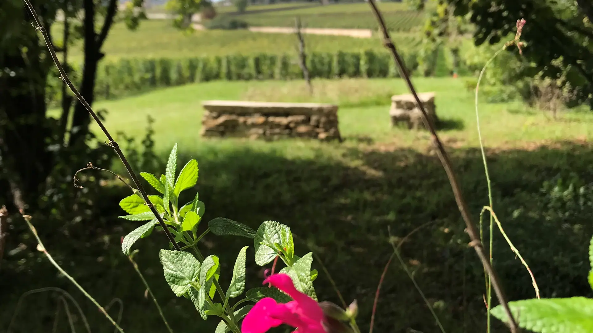 Le jardin olfactif et la vigne des Petits Charrons à Meursault