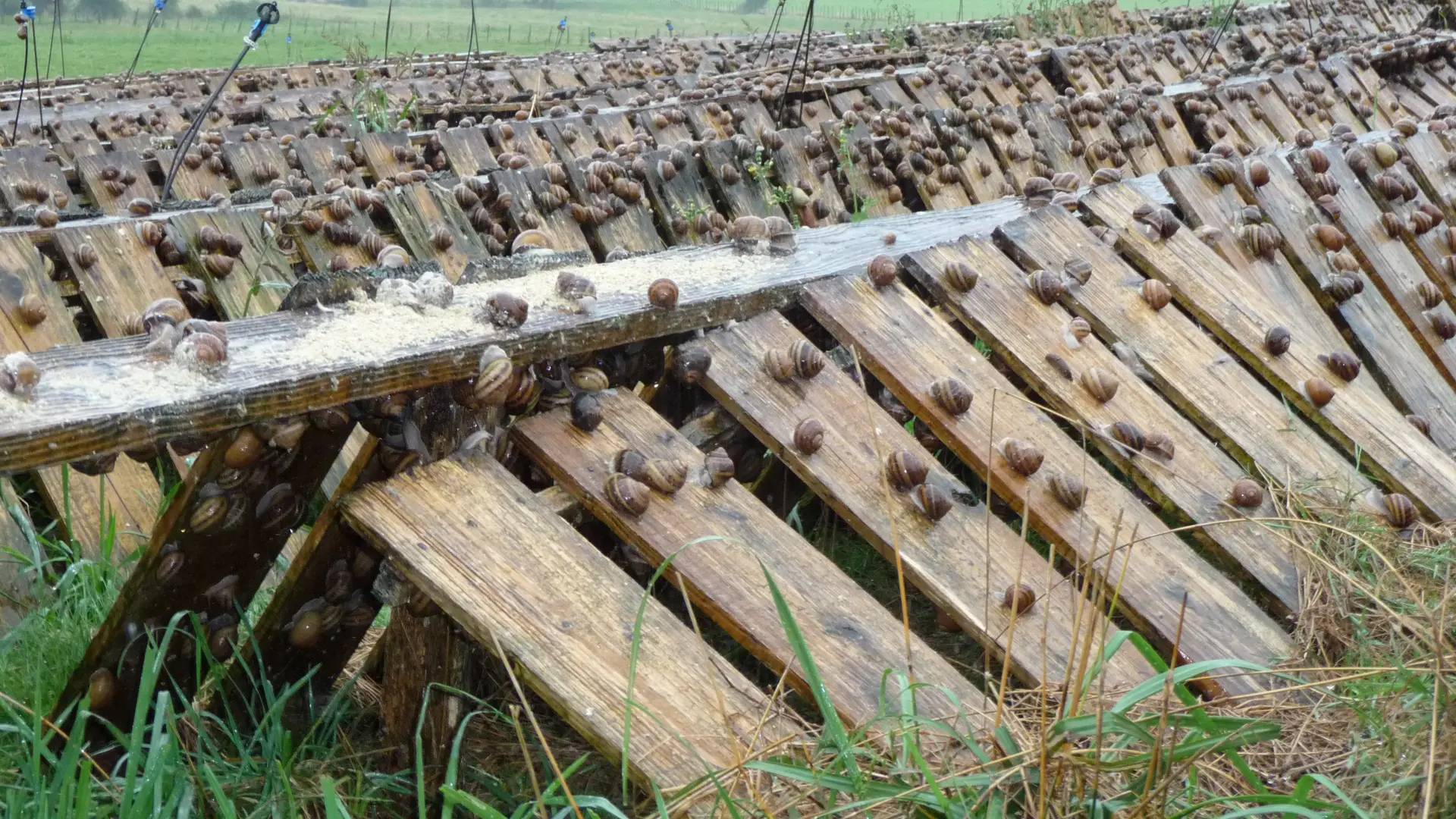 Parc à escargots