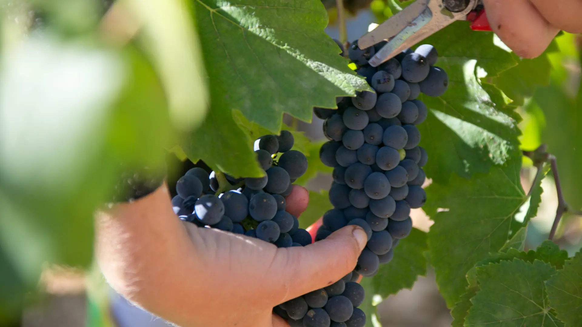 vendanges_122