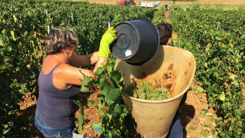 vendanges guillaume