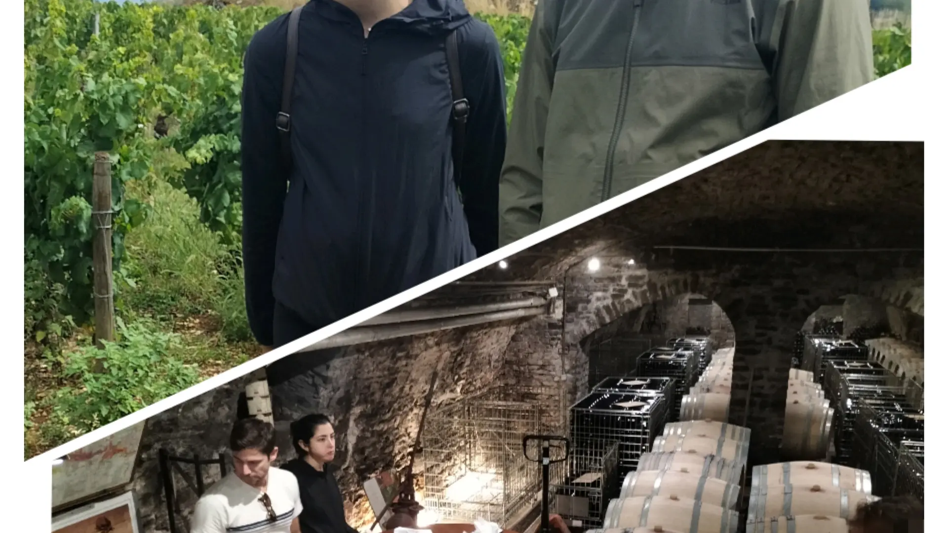 visite des vignes et des caves