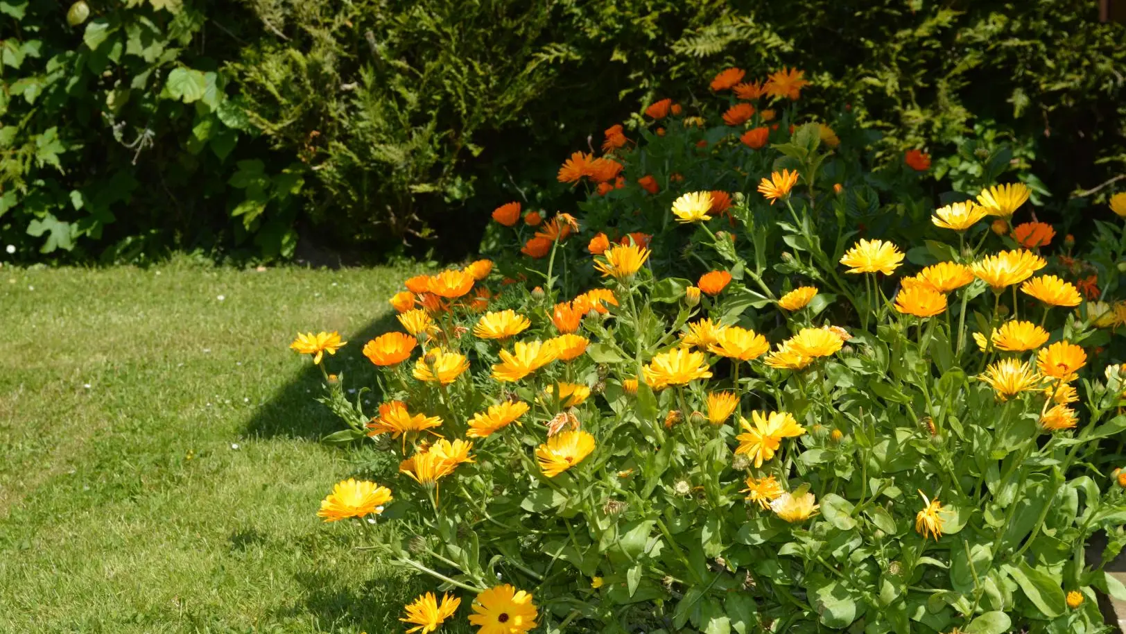 SEUX Les pieds dans l'herbe