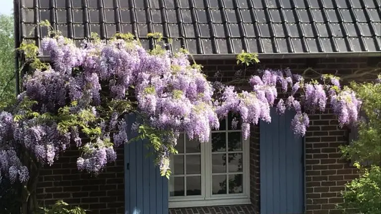 GLYCINE ET FENETRE CASSEL