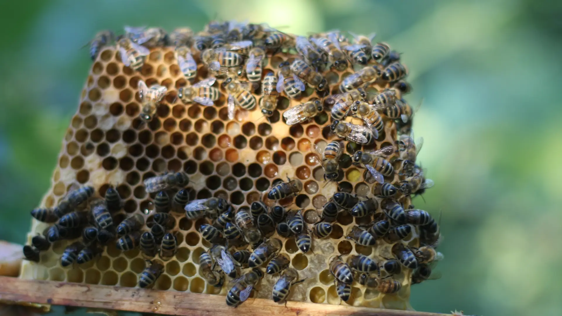 IMG_9296 (2) - Copie