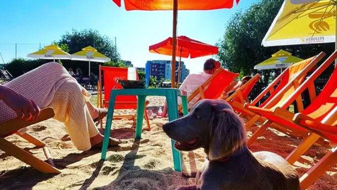 LES COPAINS D ABORD DOGFRIENDLY