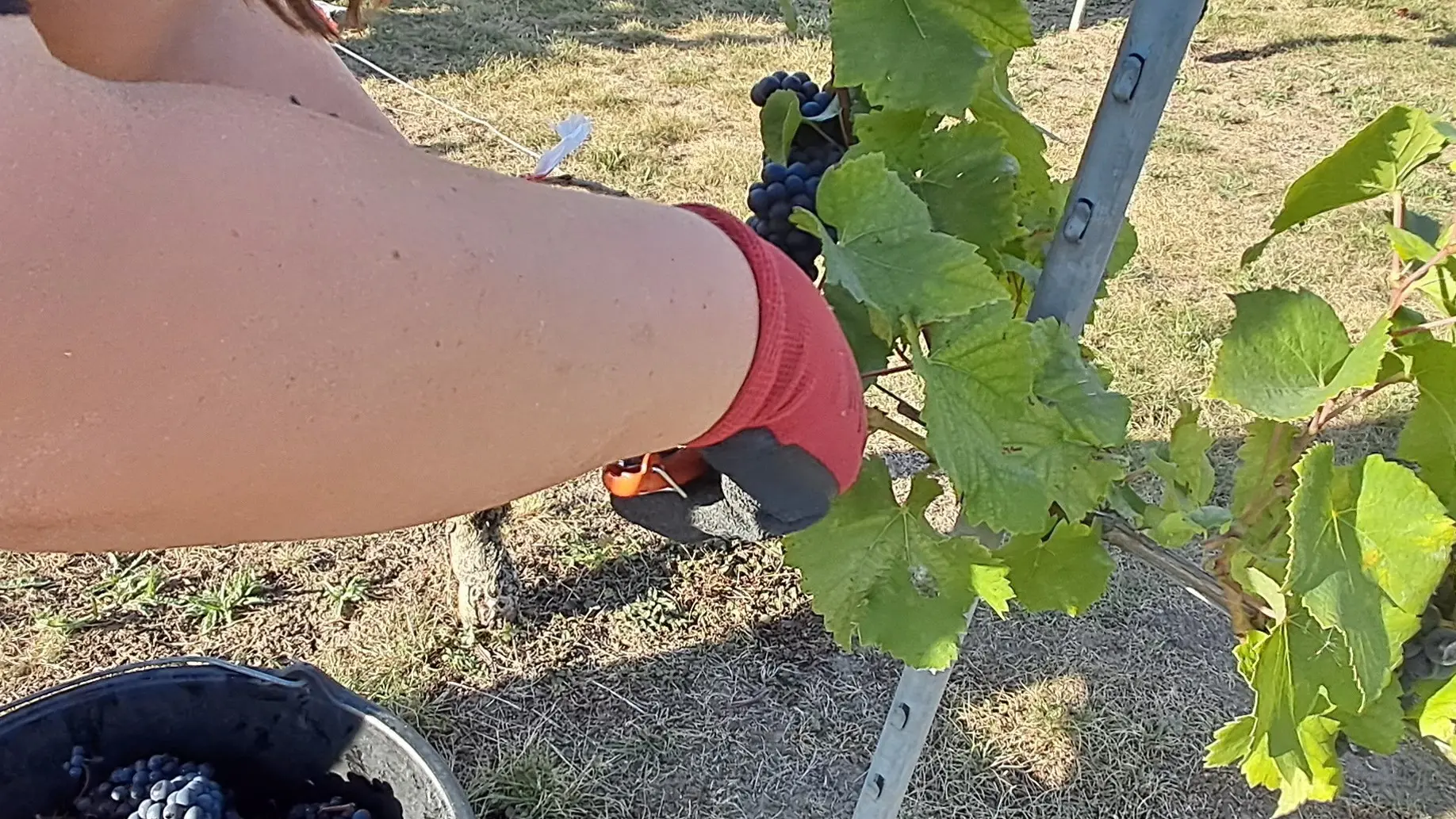 apei-papillons-blancs-valenciennois-02