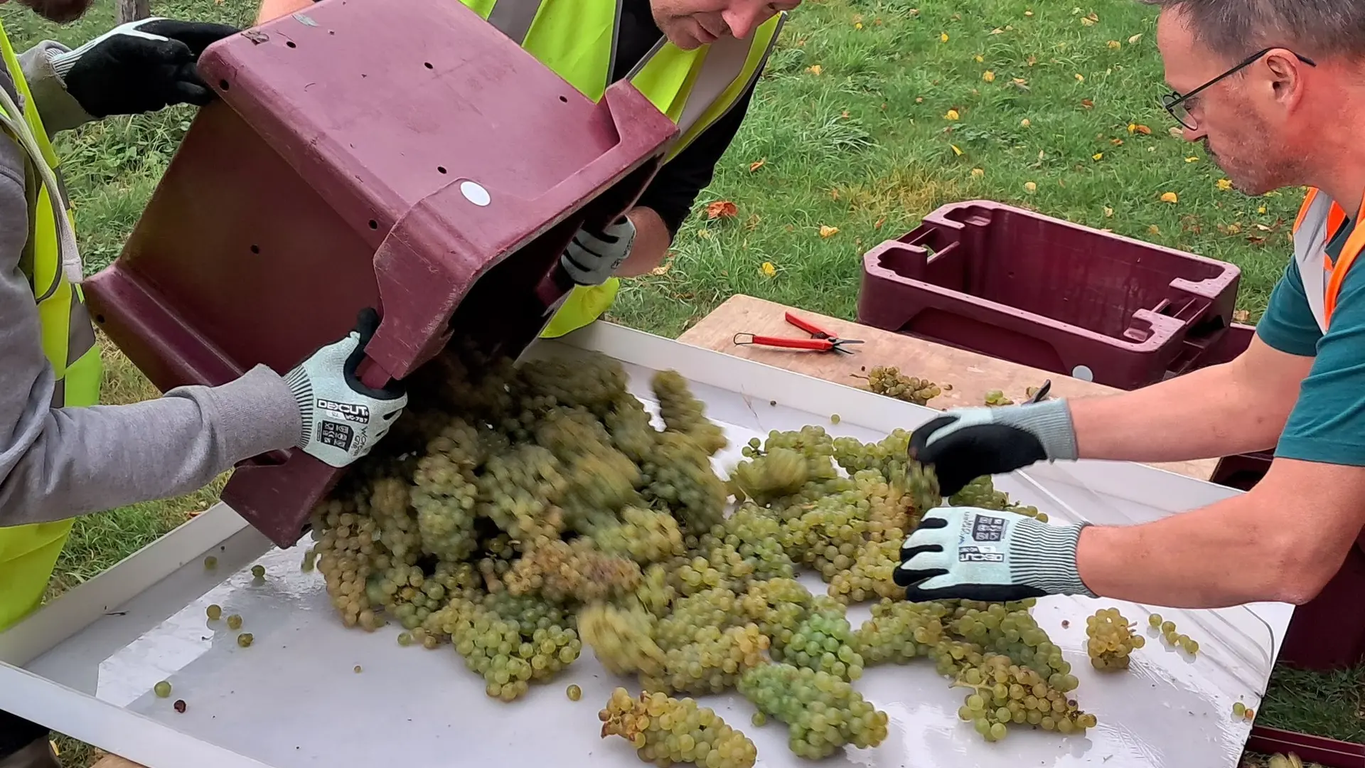 apei-papillons-blancs-valenciennois