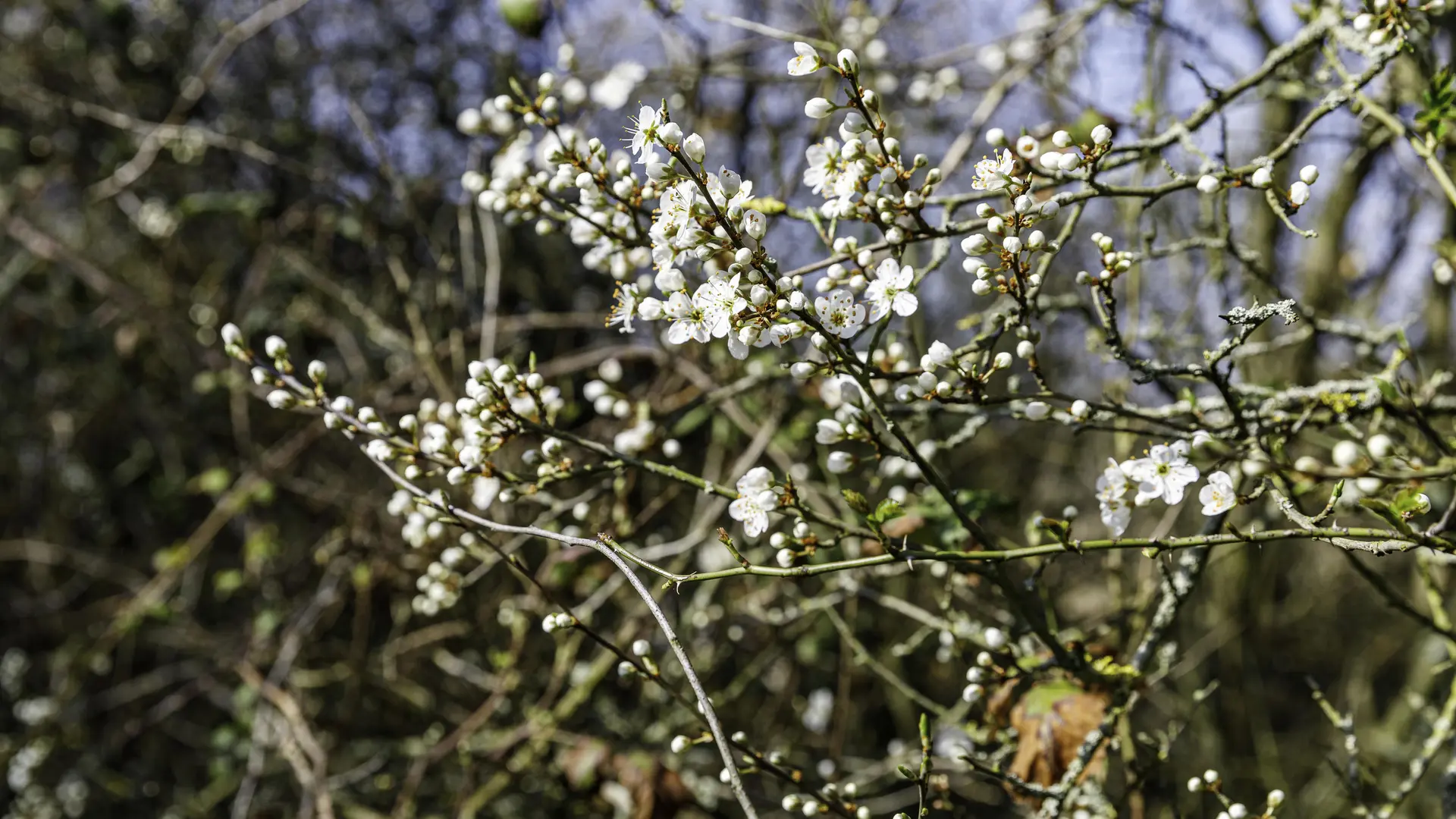 ca-nature1_diaporama