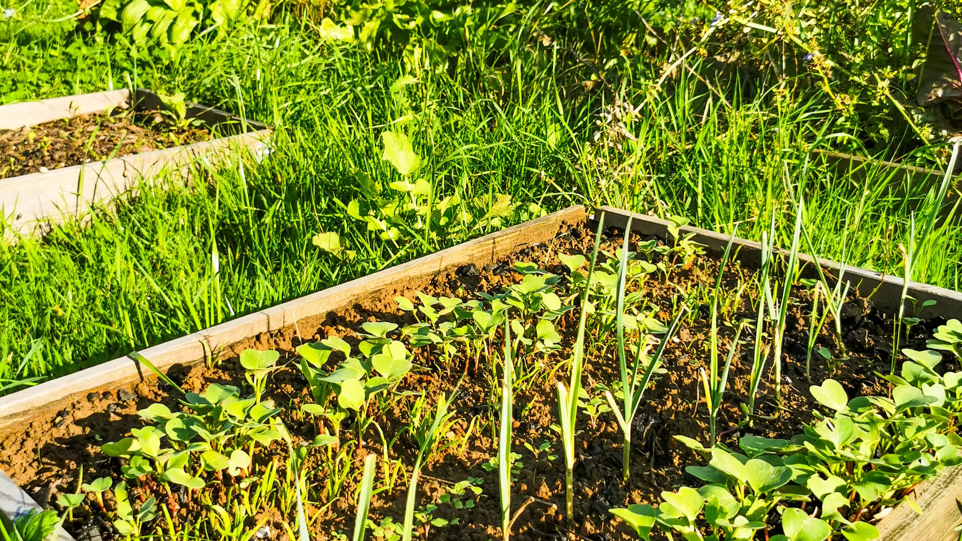 carré potager