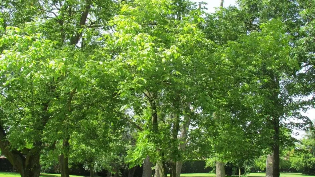 CHATEAU LA CHATAIGNERAIE - Parc