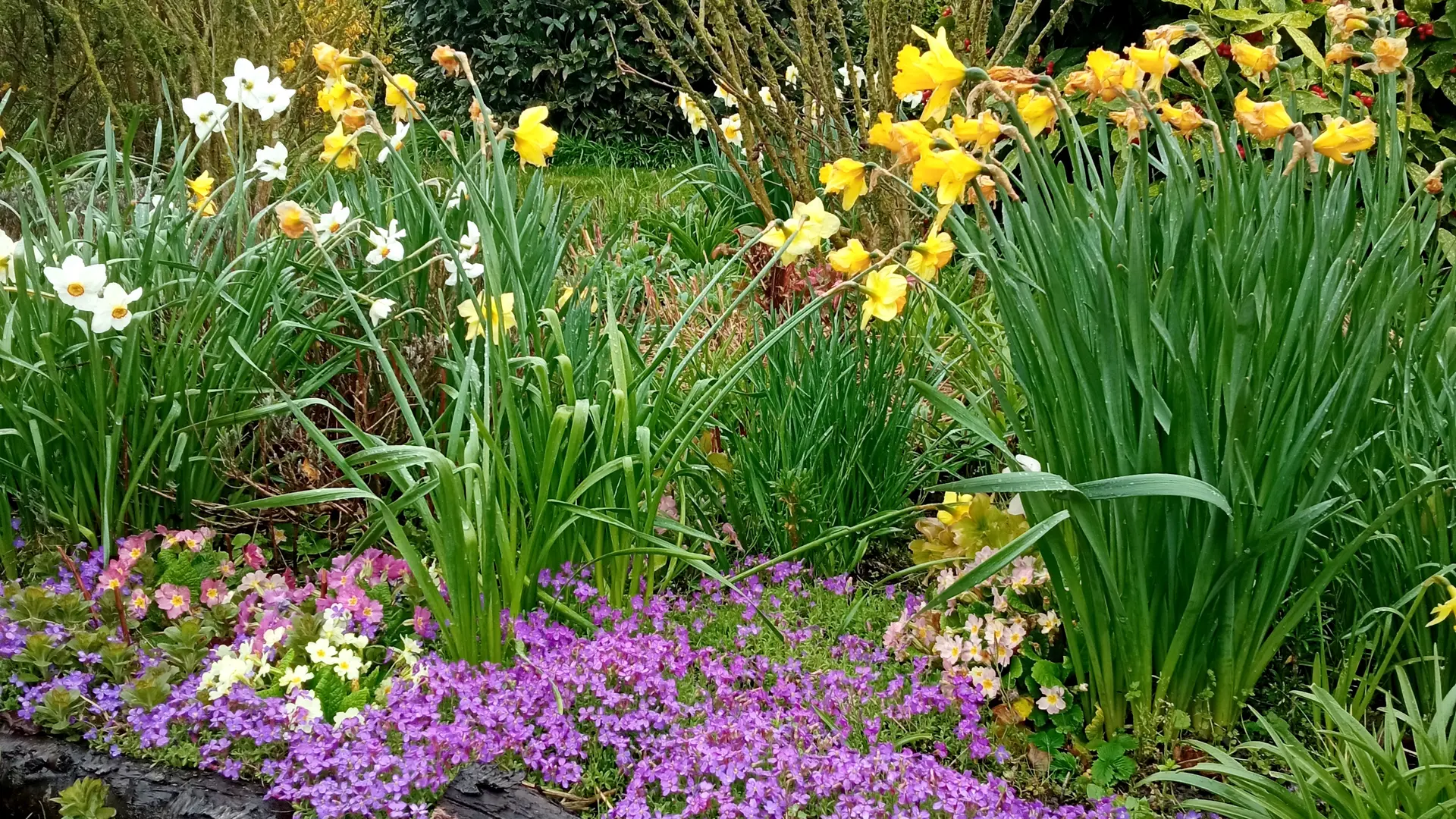 jardin