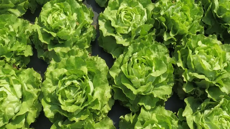 laitues