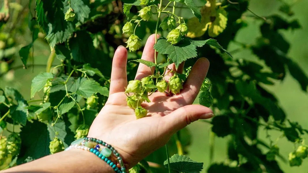 recolte houblon 2021 HD-53