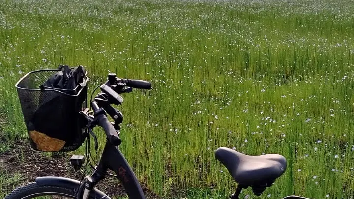 velo champ lin hondschoote - AL juin 2025