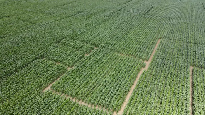 labyrinthe maïs ferme beun