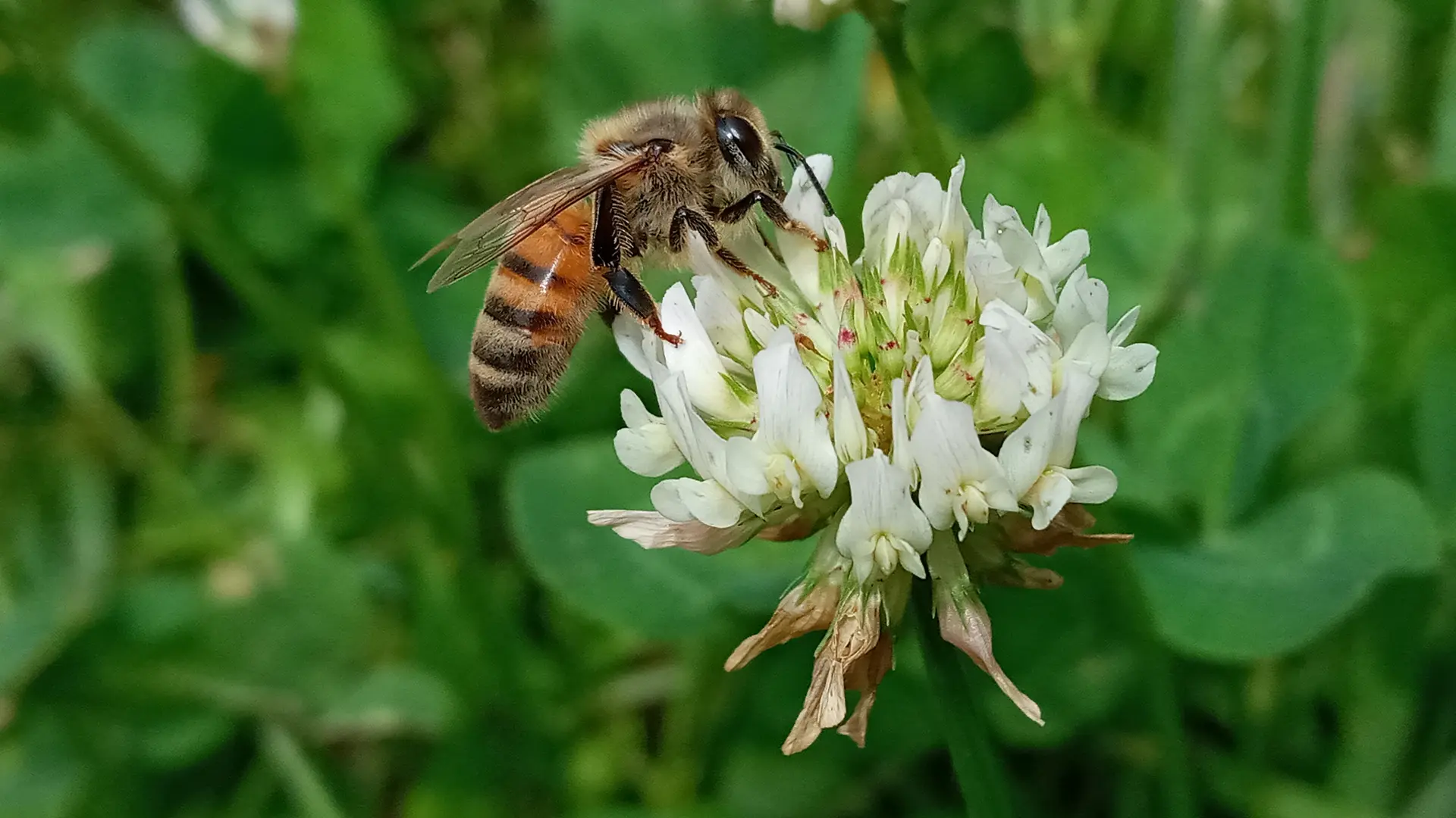 3_fleurs_pollinisateurs04
