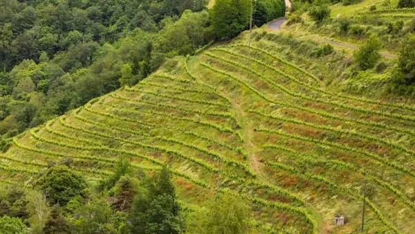 Domaine Albespy