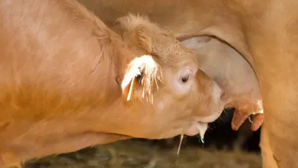 veau qui tète sa mère