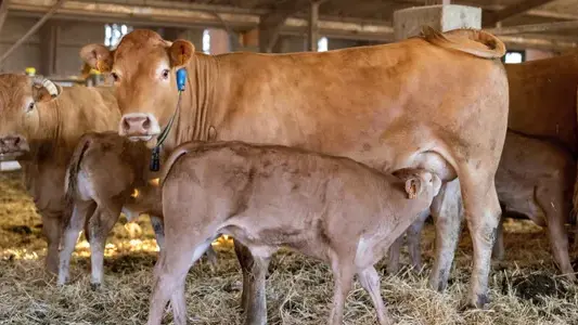la tétée du veau sous la mère