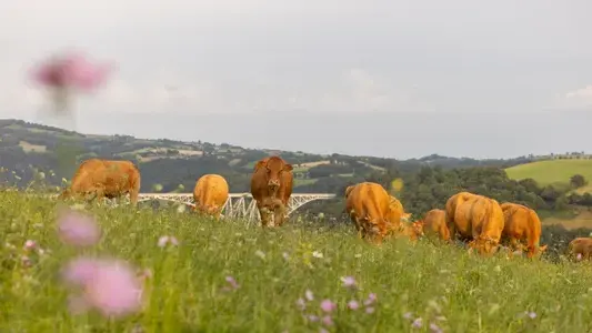 les mères pâturent au prés