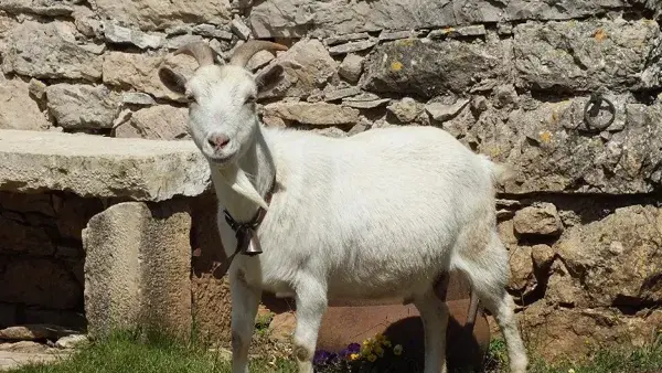 Le Gîte des Vautours