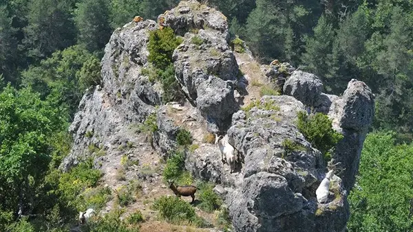 Le Gîte des Vautours