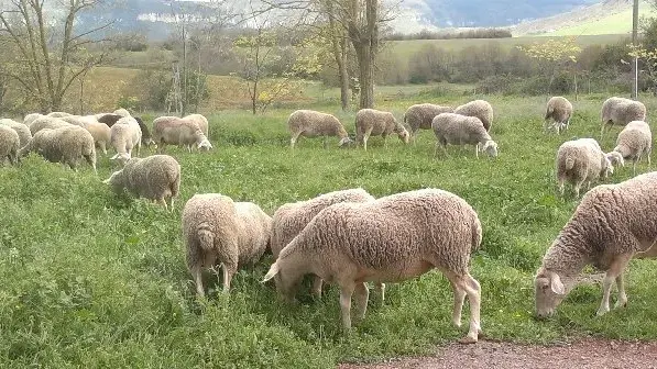 Visite de Ferme